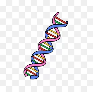How To Draw Dna - Really Easy Drawing Tutorial | Dna Drawing ClipartFlare.com 