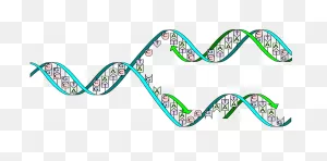 Major Enzymes | Biology For Majors I