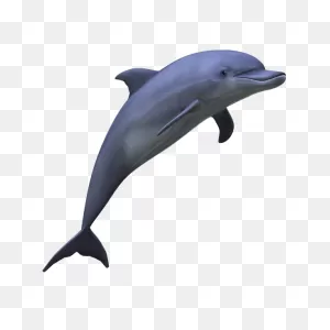 Free Dolphin Transparent Background, Download Free Dolphin ClipartFlare.com 