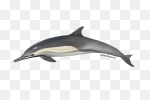 Long-Beaked Common Dolphin | Noaa Fisheries