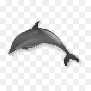 Simple Dolphin | Free PNG-WebP