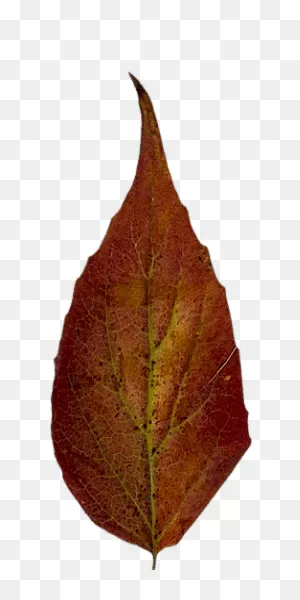 50 Dry Leaf Textures - Dry_Leaf37_Diff.png | ClipartFlare ClipartFlare.com