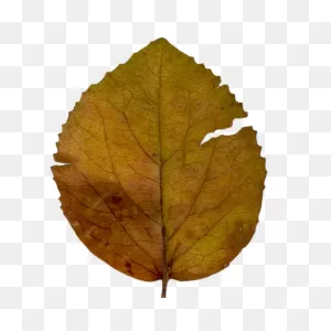 50 Dry Leaf Textures - Dry_Leaf31_Diff.png | ClipartFlare ClipartFlare.com