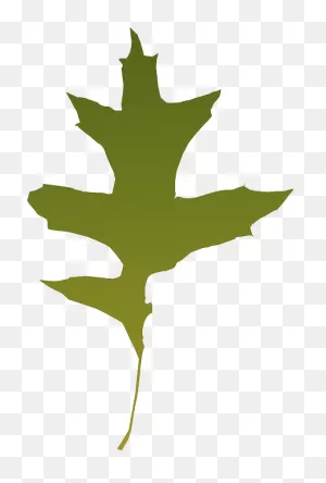Foliage, Autumn, Leaf, Nature, Tree, Green, Dry - Green Oak Leaf ClipartFlare.com 