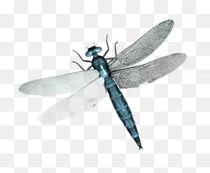28 Collection Of Dragonfly Clipart Transparent Background - Png ClipartFlare.com 