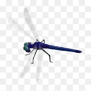 Free Animated Dragonfly Pictures, Download Free Animated Dragonfly ClipartFlare.com 