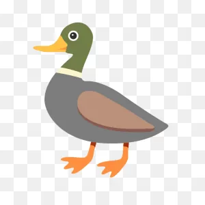 Mallard Duck Clipart Transparent 3 - ClipartFlare