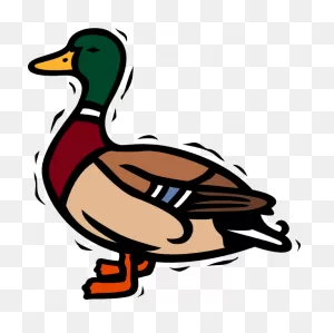 Mallard Duck Clipart. Free Download Transparent .png | ClipartFlare