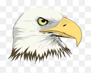 Bald Eagle Drawing Clip Art - Eagle Head - Png Download - Full ClipartFlare.com 