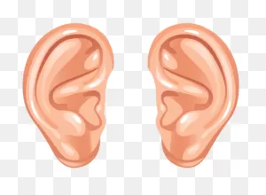 Ear Png Transparent Images - Human Ear Ears Clipart - Full Size ClipartFlare.com 