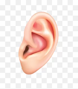 Human Ear Clipart Transparent - ClipartFlare