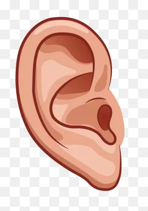 Normal Ear Clipart Transparent - ClipartFlare