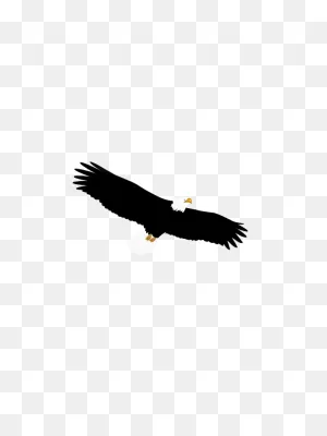 Bird Eagle Flying Feather Nature American Flight - Eagle Clipart ClipartFlare.com 
