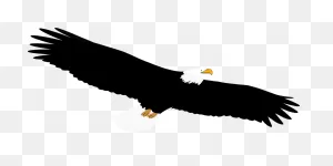 Bald Eagle Bird - Free Vector Graphic On ClipartFlare
