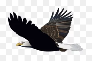 Download Hd Eagle Feather Vector - Feather Silhouette Transparent ClipartFlare.com 