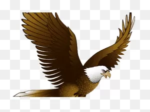 Bald Eagle Clipart Traceable - Eagle Transparent Clip Art - Png ClipartFlare.com 