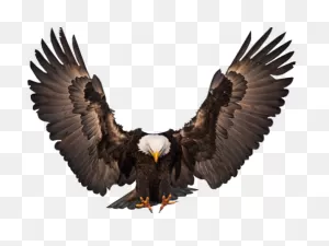Clipart Wallpaper Blink - Bald Eagle Wings Open - Png Download ClipartFlare.com 