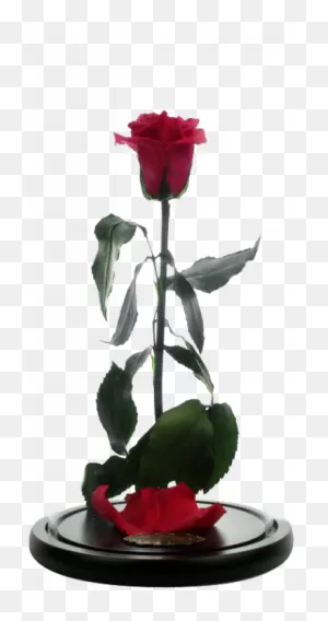 Beauty And The Beast Emma Watson Movie Red Rose | ClipartFlare – Free ClipartFlare.com 