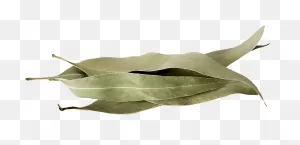 Blue Eucalyptus Leaf - Spirited Union Distillery