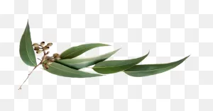Eucalyptus Leaves Png - Eucalyptus Png | Full Size Png Download ClipartFlare.com 