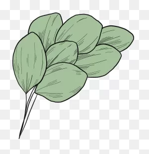 Eucalyptus Leaves Clipart. Free Download Transparent .png | ClipartFlare