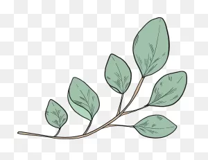Eucalyptus Branch Clipart. Free Download Transparent .png | ClipartFlare