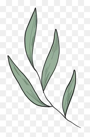 Eucalyptus Leaves Clipart. Free Download Transparent .png | ClipartFlare