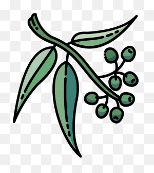 Eucalyptus Clipart. Free Download Transparent .png | ClipartFlare