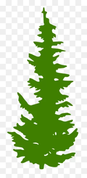 Evergreen Tree - Clipart Best