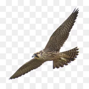 Falcon Clipart Harrier - Falcon Quotes - Png Download - Full Size ClipartFlare.com 