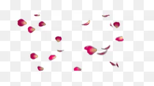 Rose Petals - Dark Pink 1