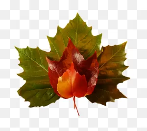 Fall Leaves Clip Art - Beautiful Autumn Clipart & Graphics