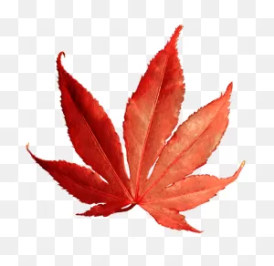 Fall Leaves Clip Art - Beautiful Autumn Clipart & Graphics