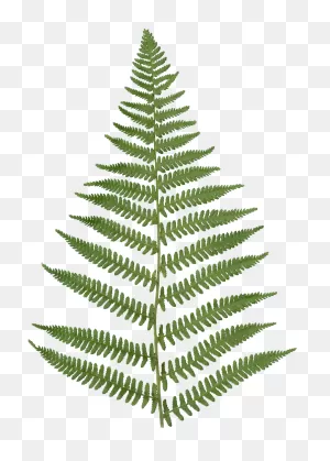 Fern Frame Png Transparent Images – Free Png Images Vector, Psd ClipartFlare.com 