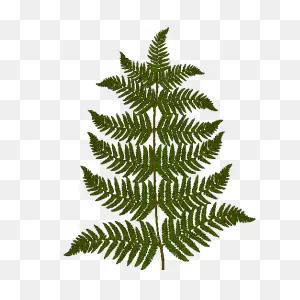 Fern - Fern Leaf Transparent Background | Full Size Png Download ClipartFlare.com 