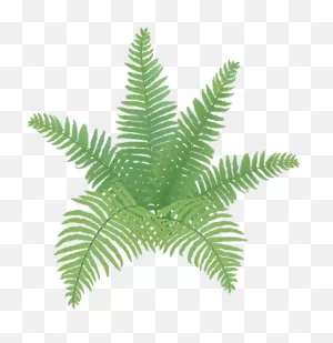 Fern Leaf Frond - Free Photo On ClipartFlare