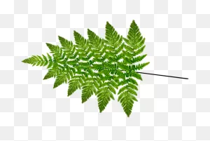 Fern Leaf Vintage Art Free Stock Photo - Public Domain Pictures