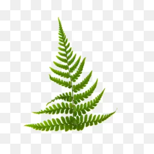 Fern Clipart Green Fern - Fern Clipart Png Transparent Png - Full ClipartFlare.com 