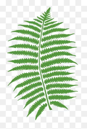 Fern Png Clip Art, Fern Transparent Png Image | Cliparts Free