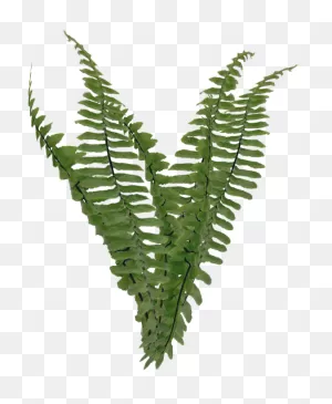 Fern Transparent - ClipartFlare