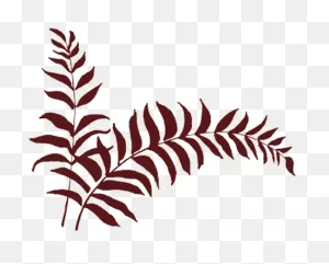 Jpg Library Stock Fern Transparent Feather - Fern Clipart - Large ClipartFlare.com 