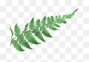 Lantana Camara L - Fern Plant Drawing - (388X400) Png Clipart Download