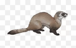 Black-Footed Ferret Clipart. Free Download Transparent .png ClipartFlare.com 