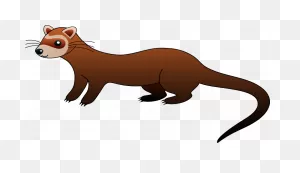Home - Pet Land Ferrets