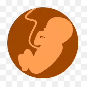 40  Free Fetus & Pregnancy Images