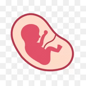 Baby, Fetus, Human, Life, Medical, Pregnancy, Womb Icon - Download ClipartFlare.com 