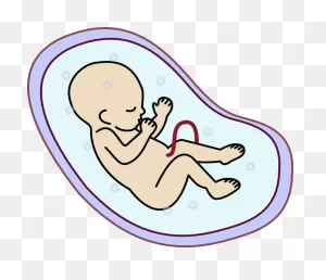Free Fetus Cliparts, Download Free Fetus Cliparts Png Images, Free ClipartFlare.com 
