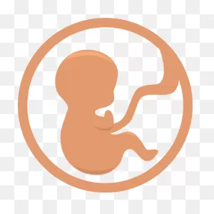 Fetus Clipart. Free Download Transparent .png | ClipartFlare