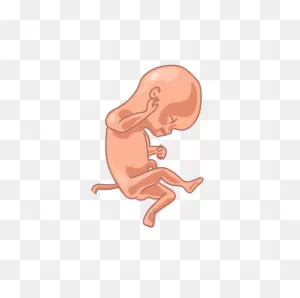 Fetus