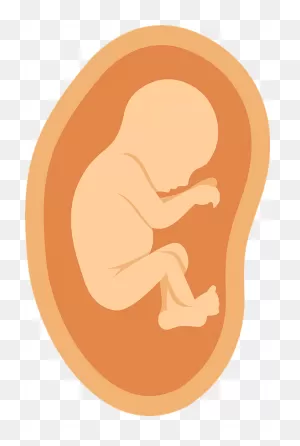 Fetus Clipart. Free Download Transparent .png | ClipartFlare